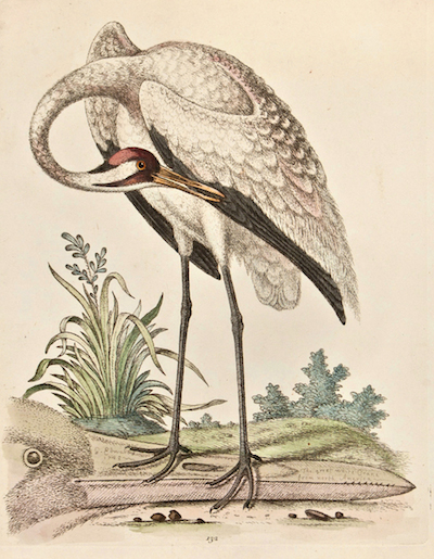 The Paris Review - The uncommon birds of George Edwards, born today in 1694