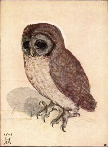 albrecht durer the little owl wga7367